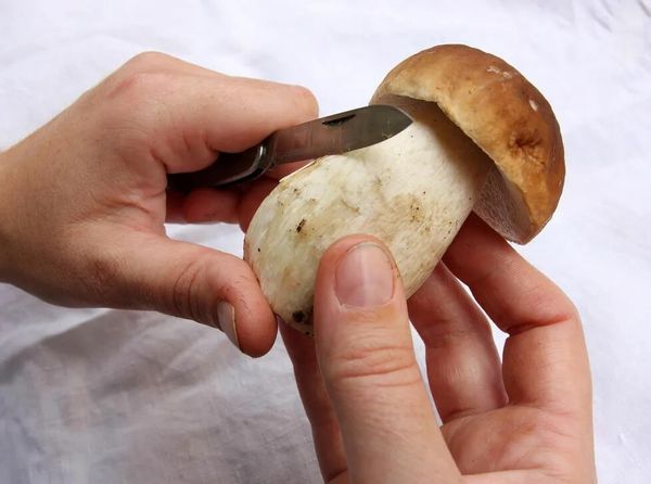 Шляпки или ножки – где вся полезность грибов?