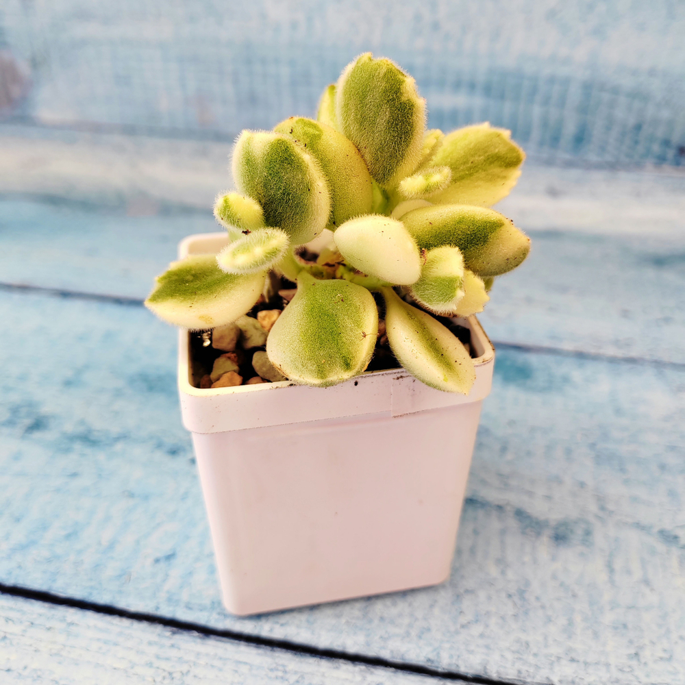 Сotyledon Tomentosa variegated (Котиледон)