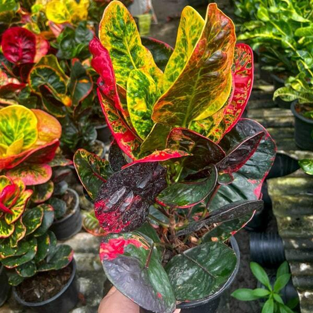 Кротон RUNG RAPEE