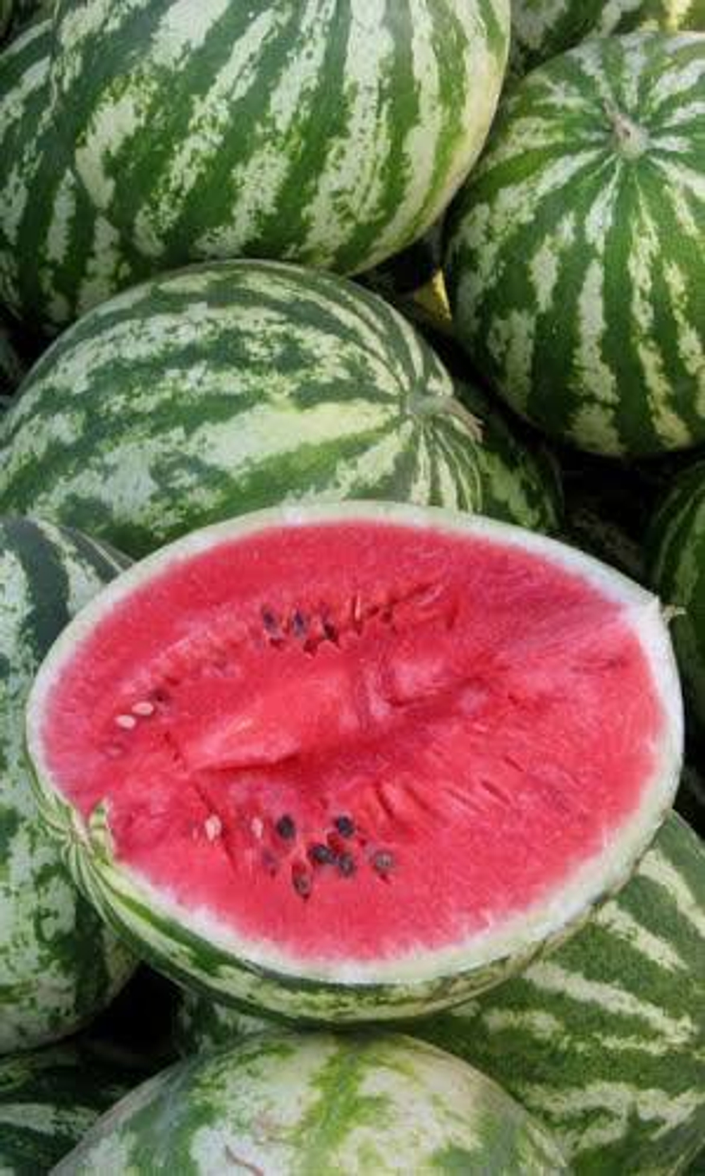 Астраханский семена арбуза (ПОИСК)