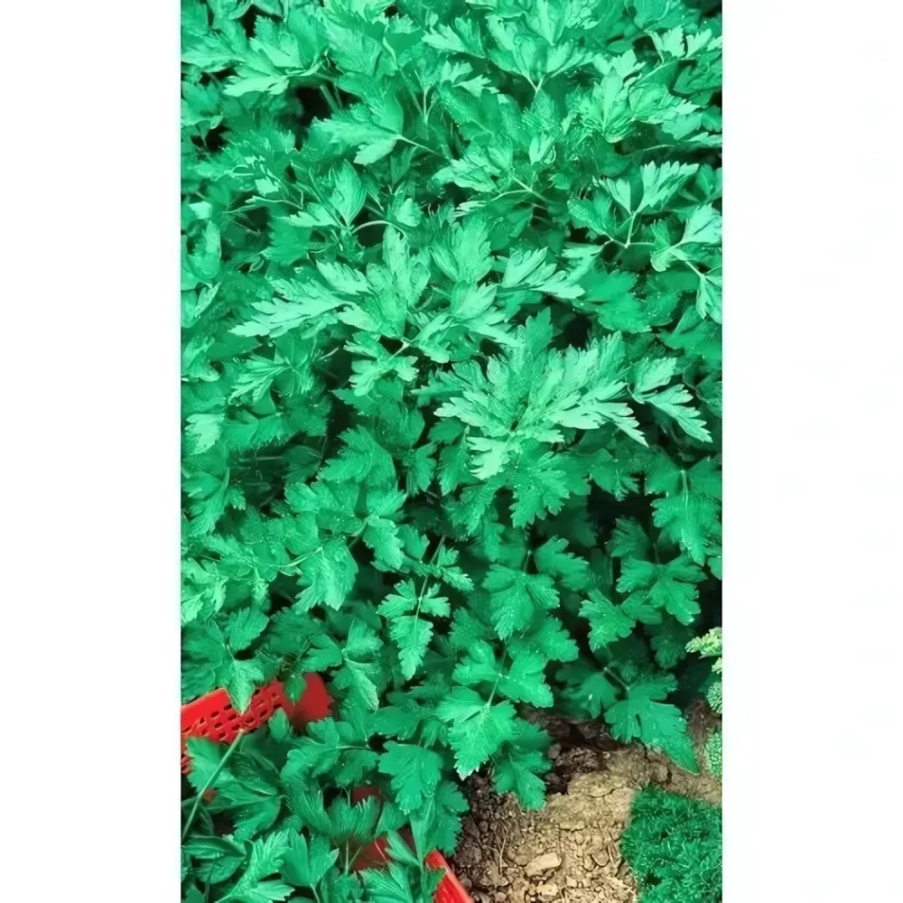 Семена Петрушка Гигантелла - листовая (УД) Е/П