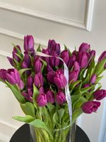 Тюльпаны классика - фиолетовый цвет