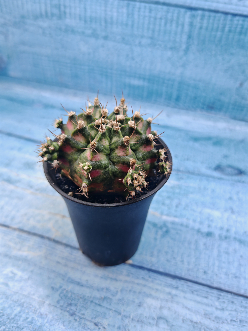 Gymnocalycium T-Rex Pink hybrid (Гимнокалициум T-rex)