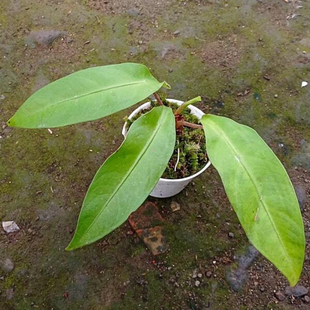 Алоказия BECCARI