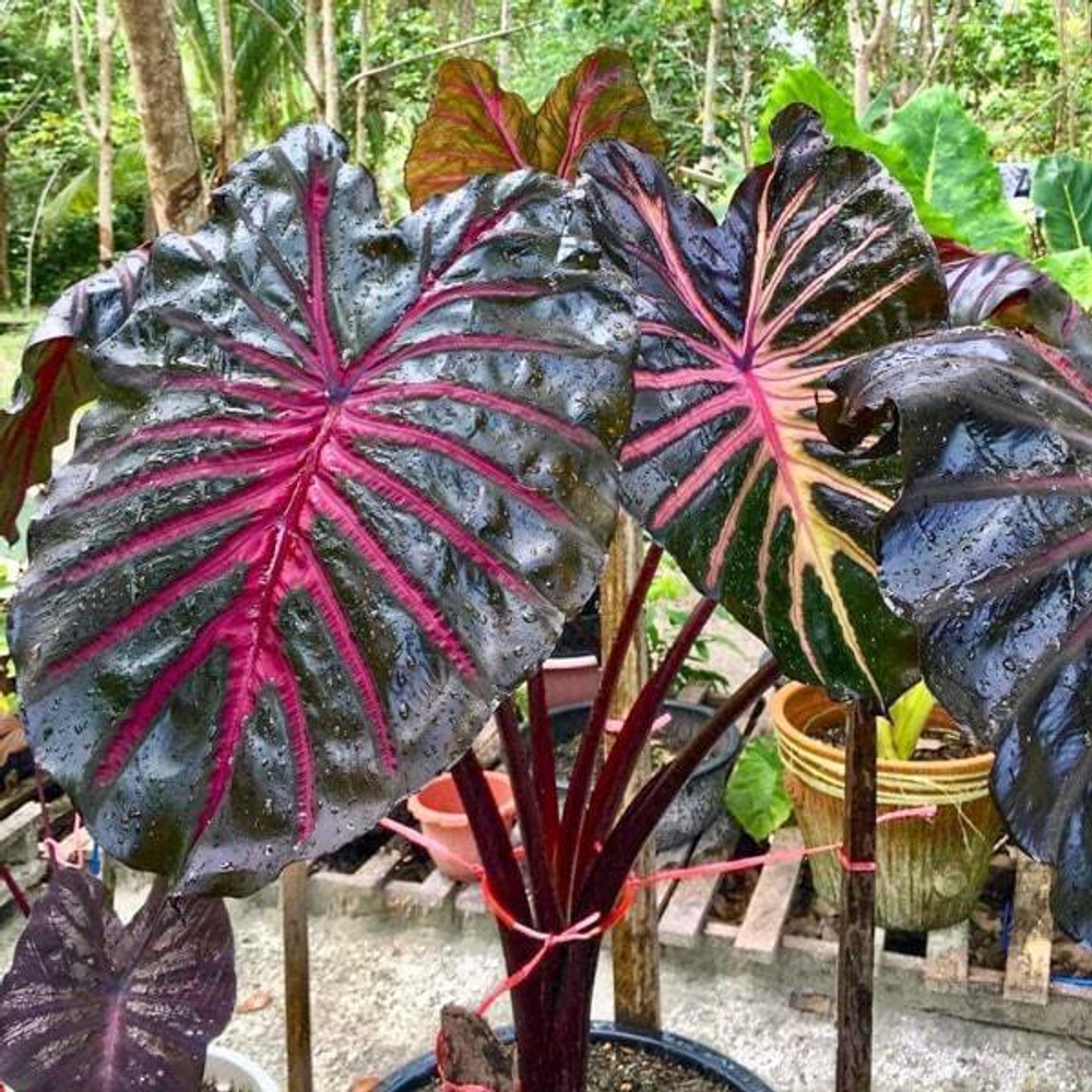 Колоказия BLACK LAVA 2