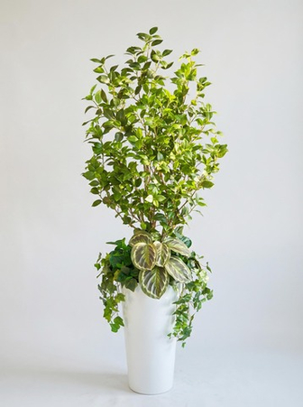 Растения для офиса