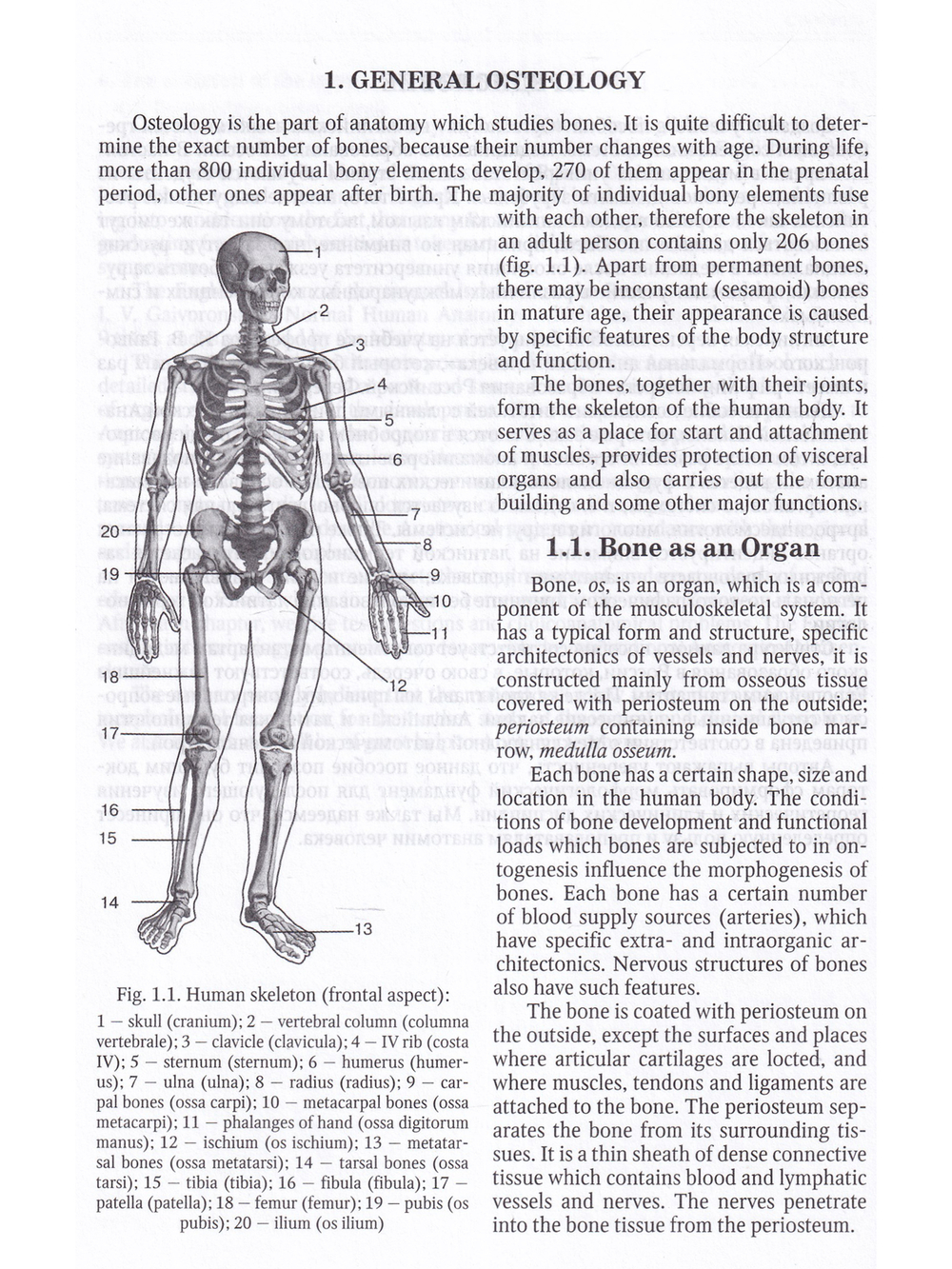 Anatomy of Bone System: The manual for medical students / Анатомия костной системы. Учебное пособие для медицинских вузов
