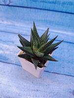 Haworthias Limifolia (Хавортия)