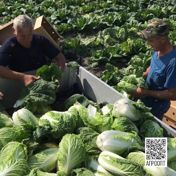 Билко F1 семена капусты пекинской (Bejo / Бейо) – фото 8