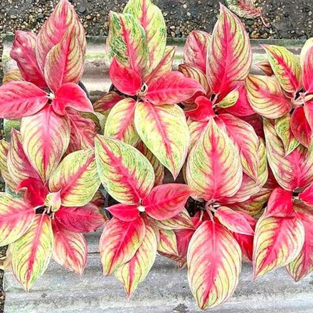 Аглаонема SHAKUNTALA