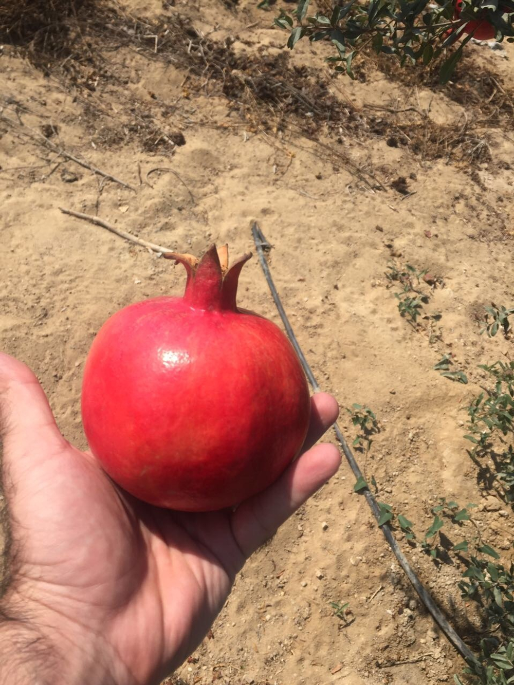 гранат из Египта