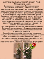 Дипладения Розовый крем Мандевилла