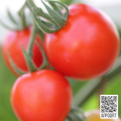 Маунтин Мейджик F1 семена томата индетерминантного (Bejo / Бейо)