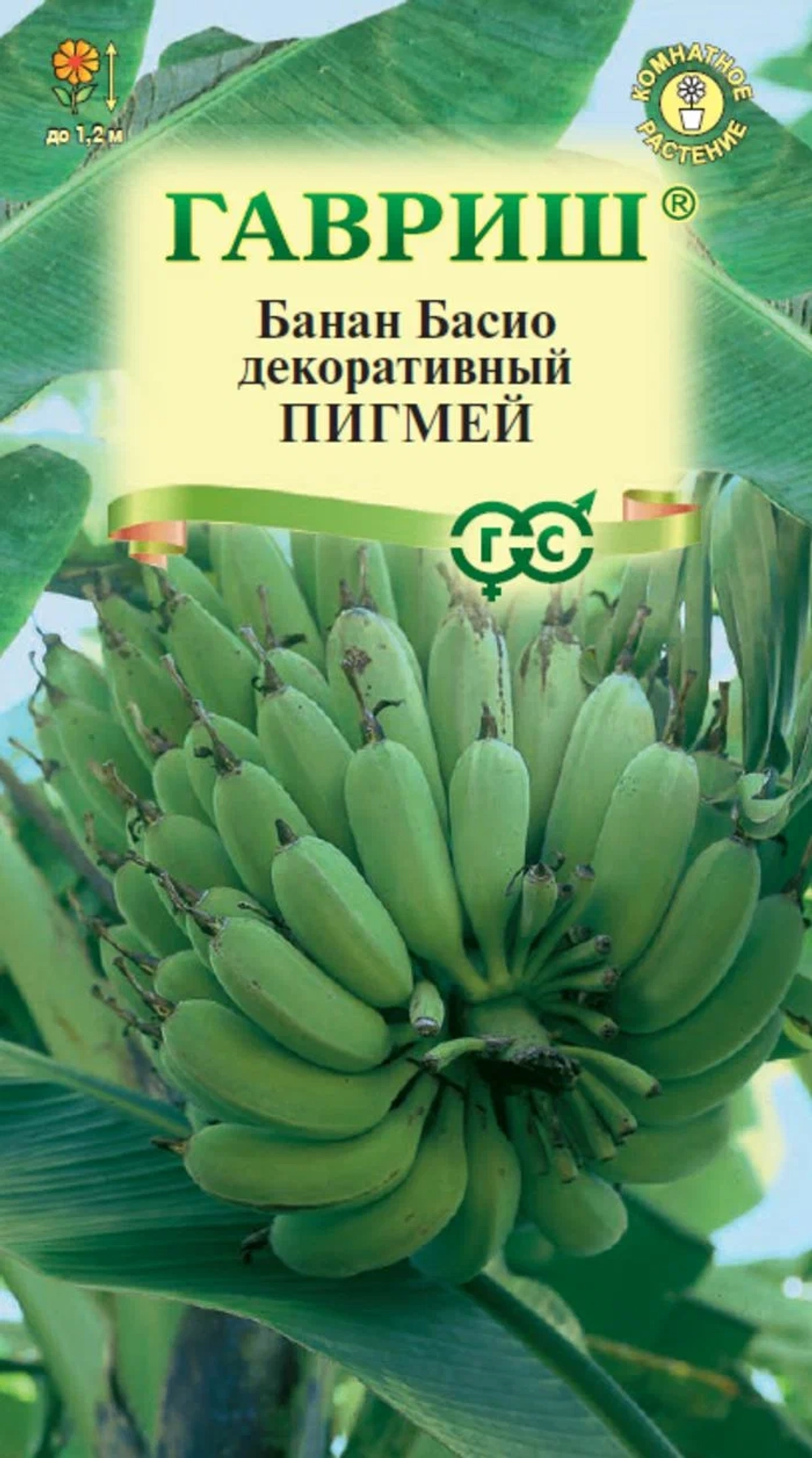 Банан Басио декоративный Пигмей