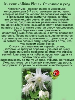 Княжик Альбина Плена клематис неукрывной