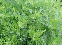 Гидролат полыни Божье дерево