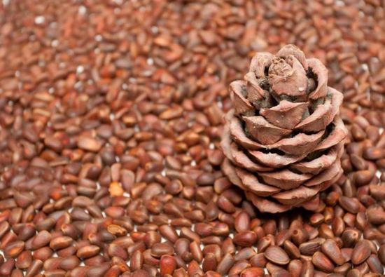 Кедровый орех в скорлупе 1 кг