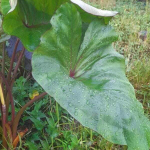 Колоказия QUEEN OF CUP