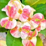 Эуфорбия Миля PIN MANEE