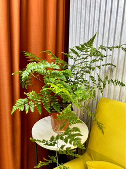 Атириум Адиантоформис, Папоротник, D15см Н45см, 1шт, Urban Jungle (7143)