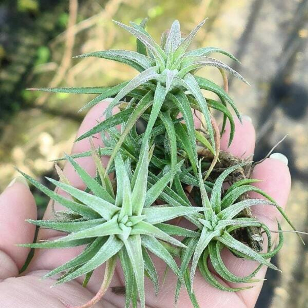 Тилландсия vanhyningii CLUMP S (T53)