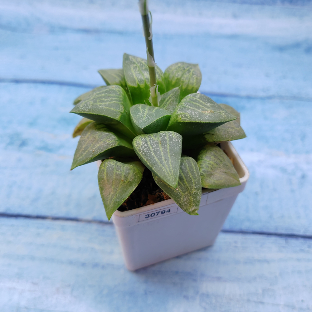 Haworthia Comptoniana Hybride hybrid (Хавортия)