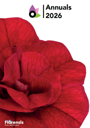 Florensis Укорененные черенки конец ноября