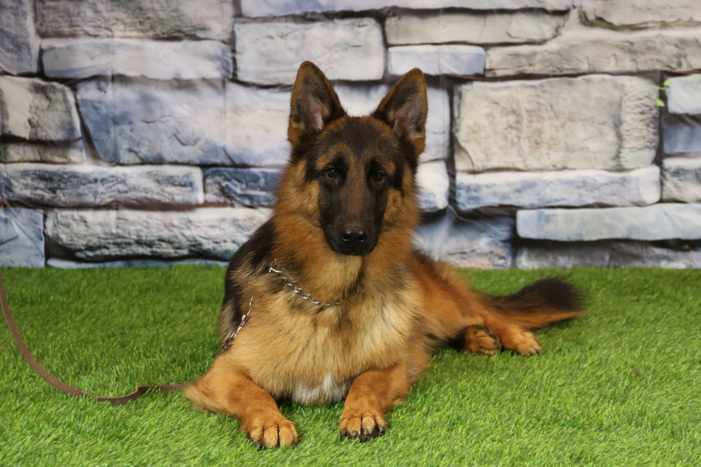 ИСКАНДЕР Из Поместья Боговик