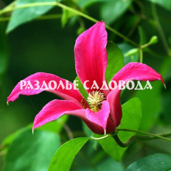 Клематис Принцесса Диана