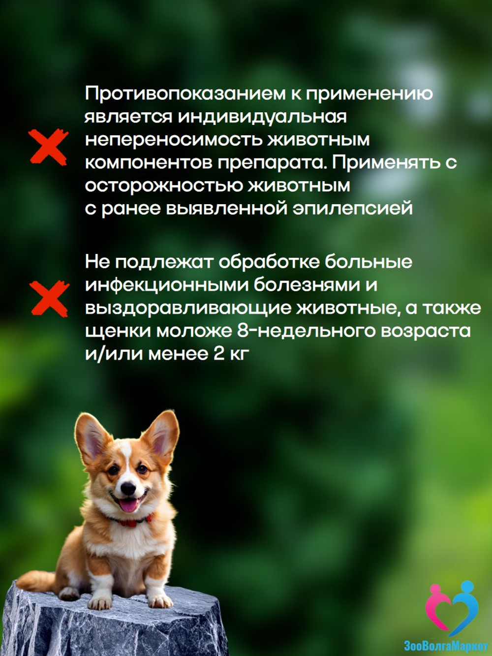 Рабектра 500 мг жевательная таблетка против блох и клещей для собак весом 10-20 кг, 1 таблетка
