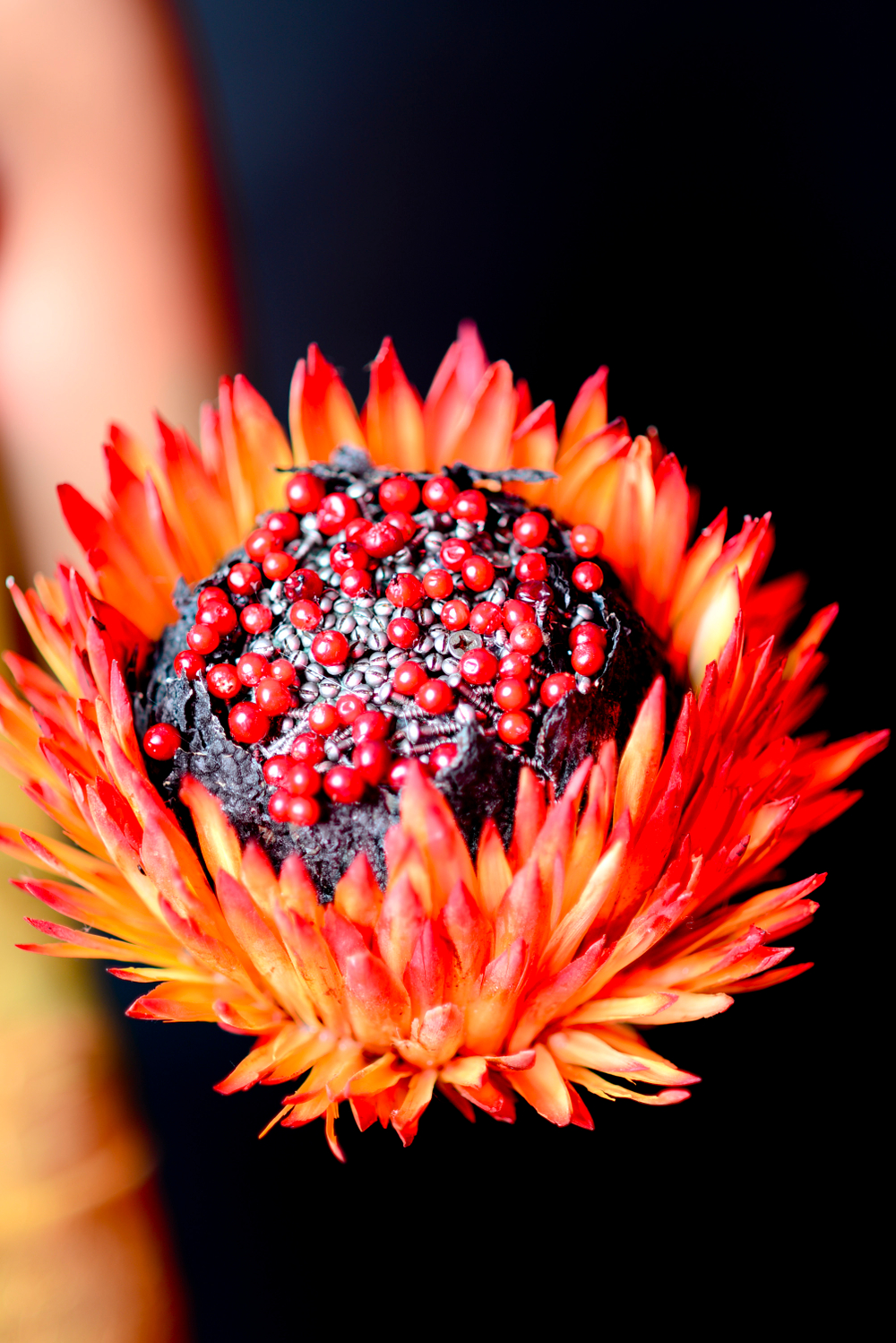 International Floral Art 2014/2015
