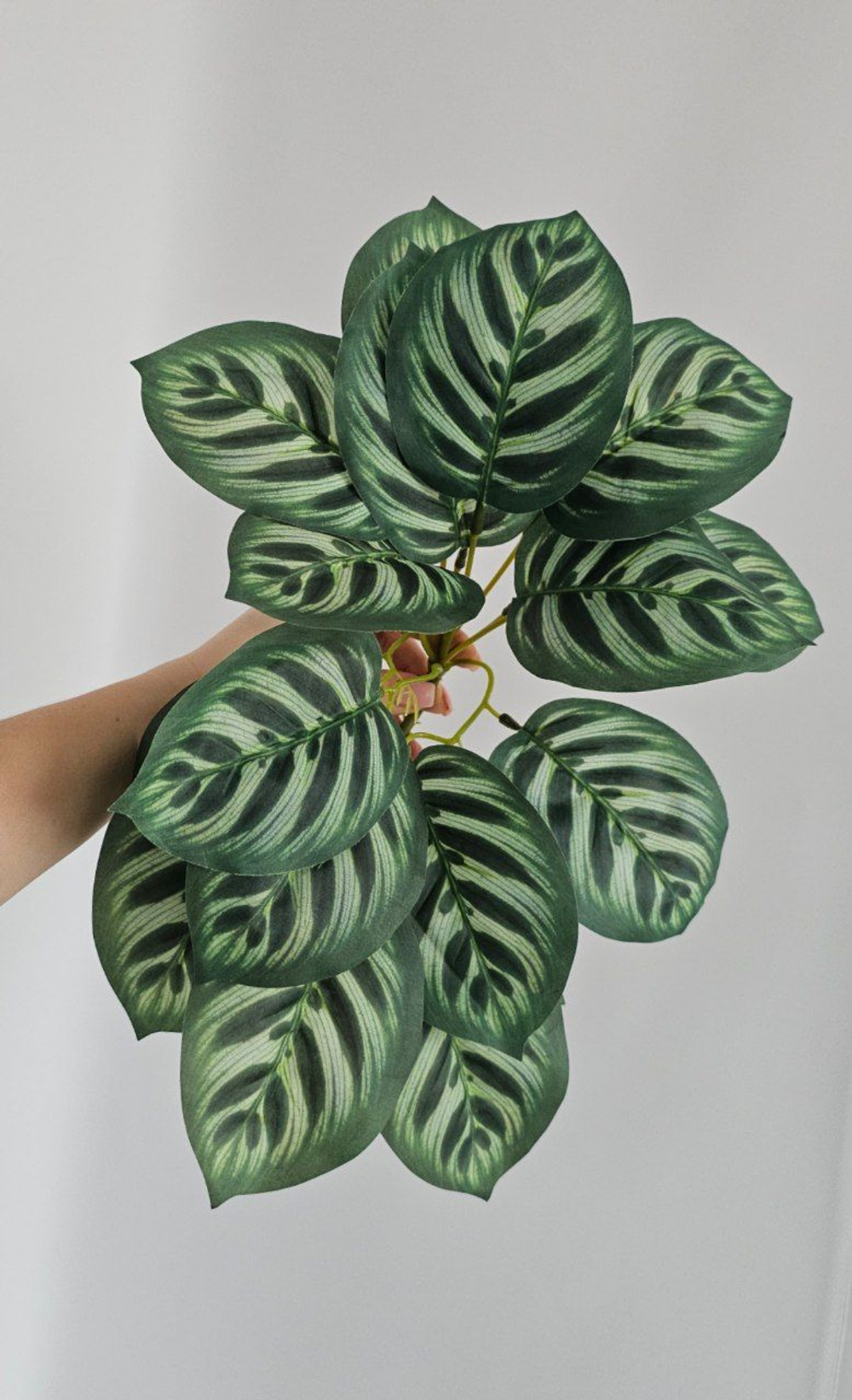 Калатея свисающая / Арт 6373