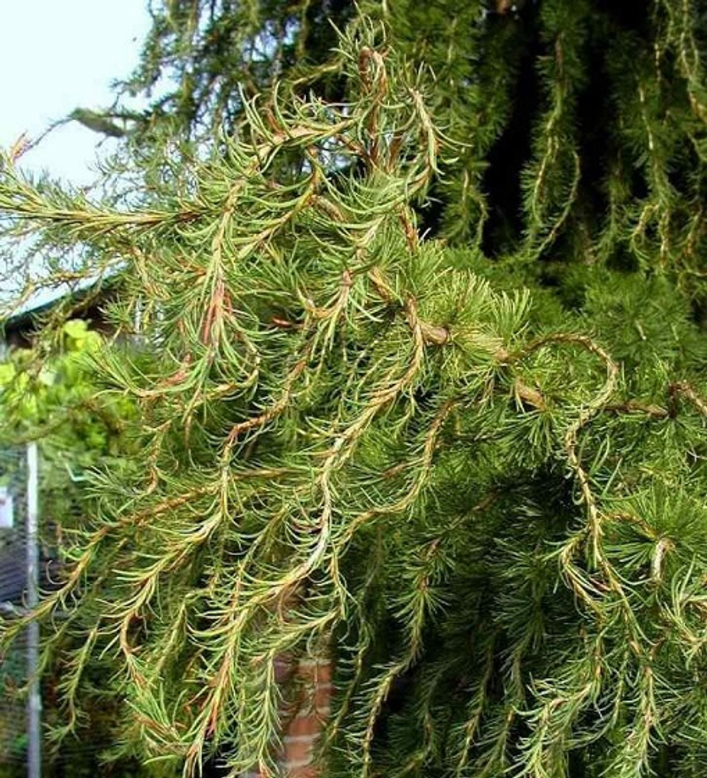 Лиственница японская Диана С10 Ра 130-140