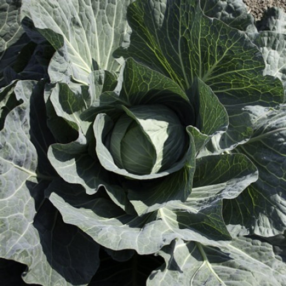 ТАКОМА F1 семена капусты белокочанной (Rijk Zwaan | Alexagro) – фото 5