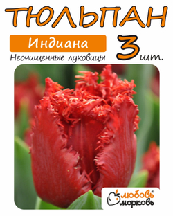 Тюльпан Луковица, Индиана, 3+ шт