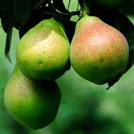 Груша Пермячка