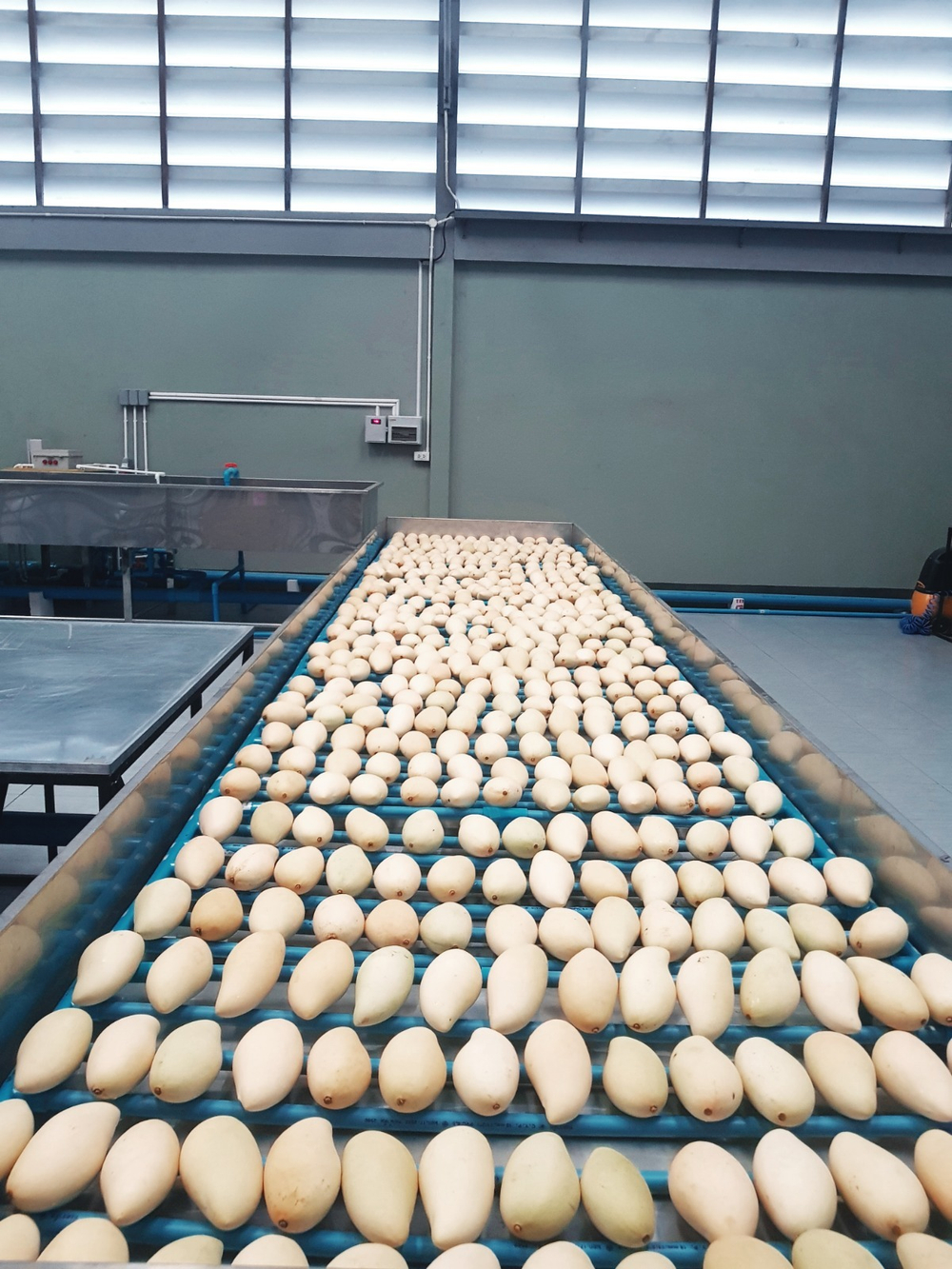 МАНГО- сорт "КЕЙТ" (ЕГИПЕТ)