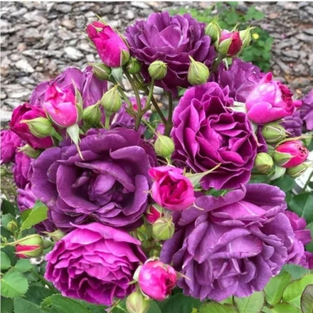 Роза Минерва (MINERVA)