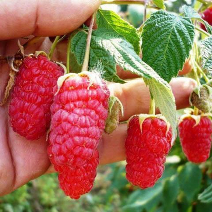 Малина ремонтантная сорт Рубиновое ожерелье