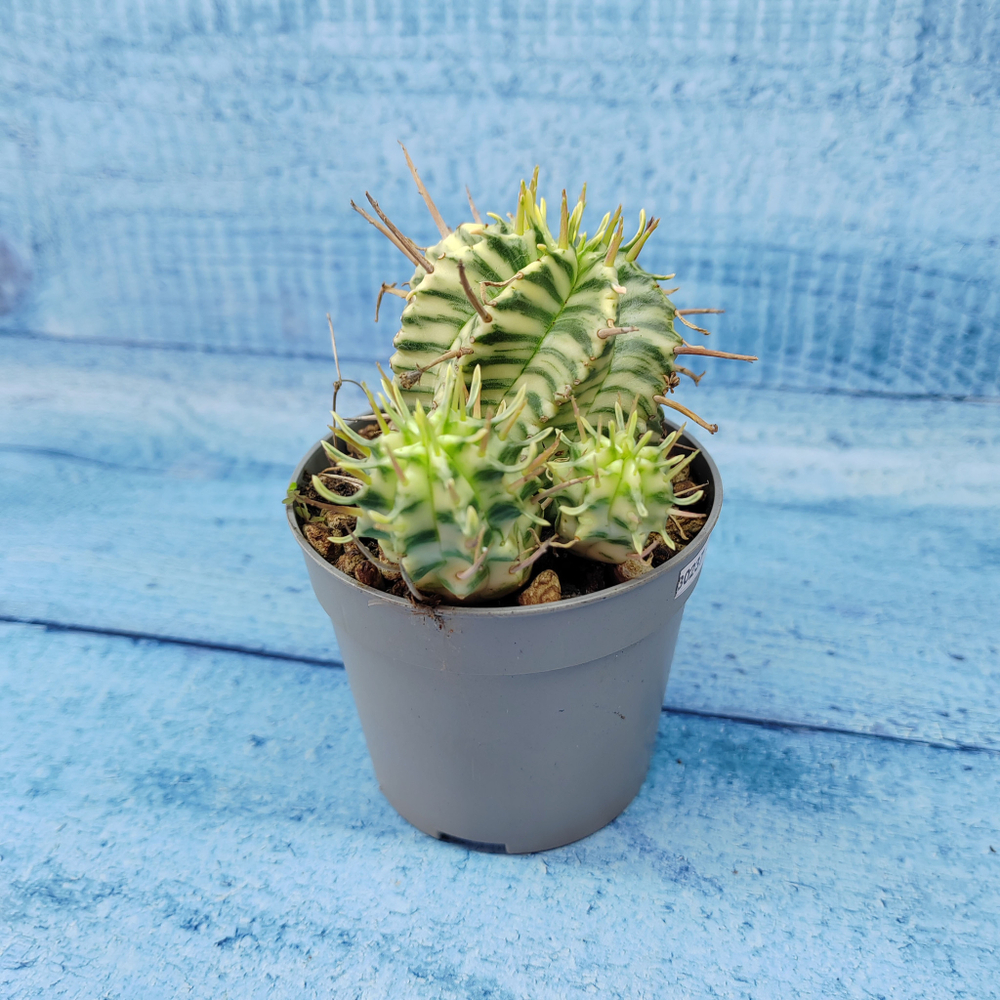 Euphorbia meloformis f. Variegated (Эуфорбия вариегатная)