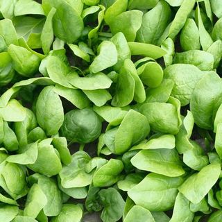 Шпинат Рембрант F1  50 000 (семян )