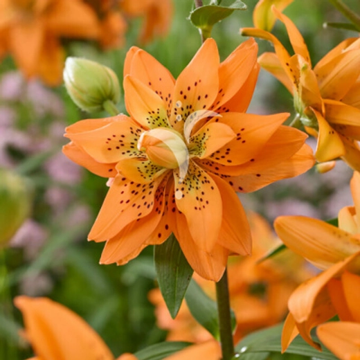 Лилия азиатская Датч Дизайн 3 шт размер 16/18 Закупка М67 апрель 2026