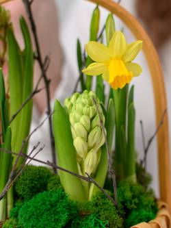 Первые цветы