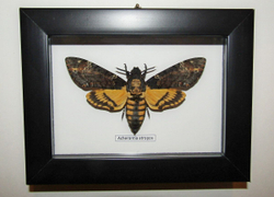 Бражник Мертвая Голова Acherontia atropos в рамке