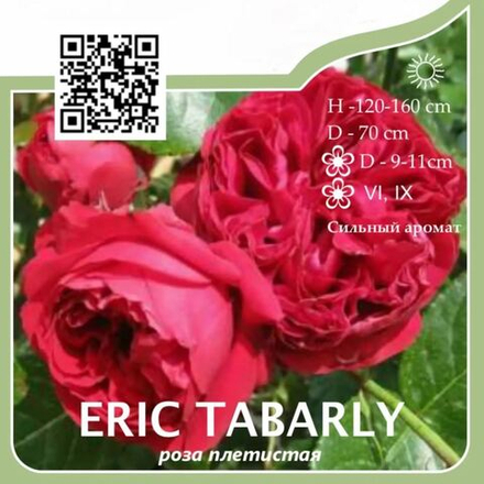 Роза плетистая "Éric Tabarly"