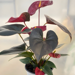 Антуриум Андре DELICATA (H72)