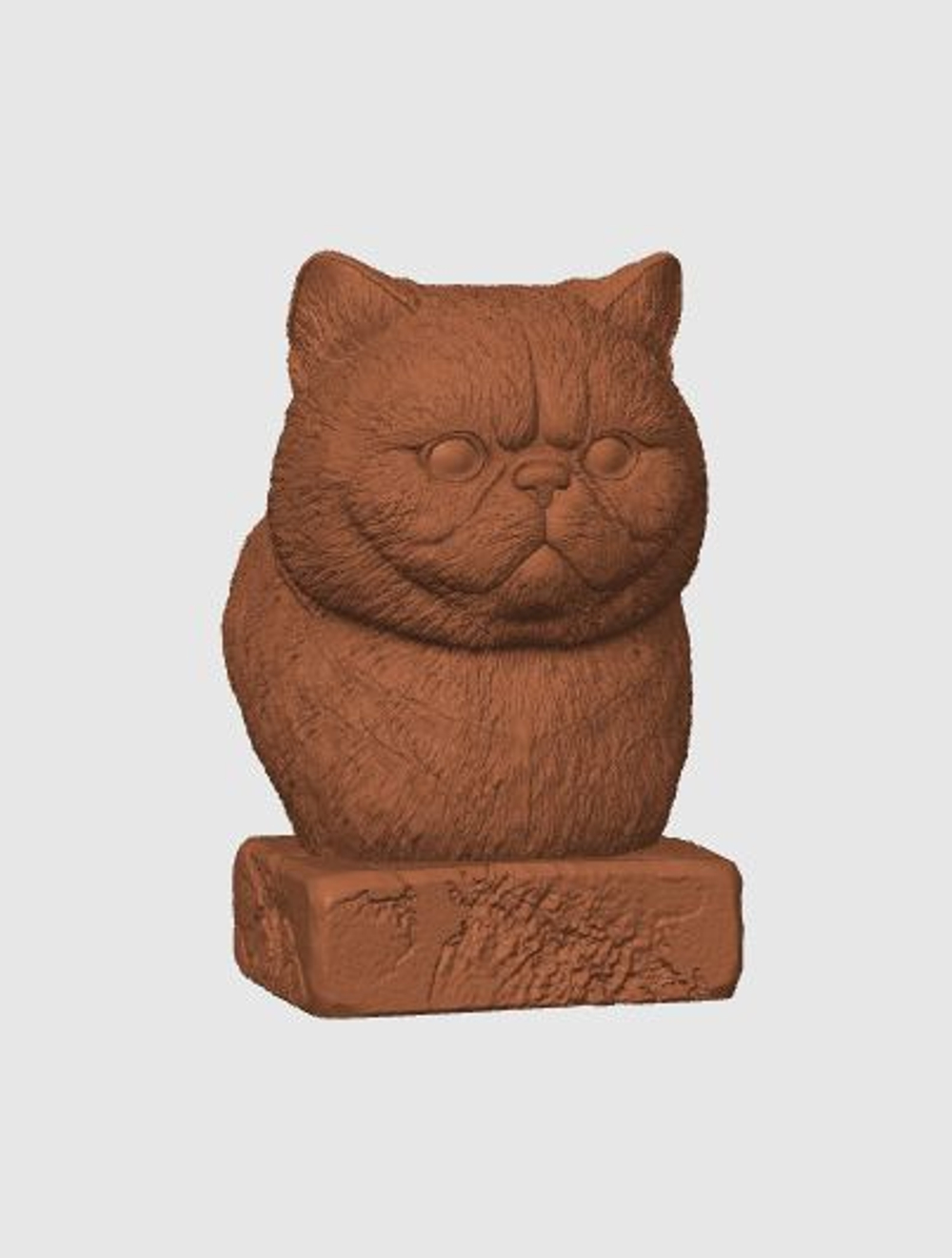 Экзотическая Короткошерстная Кошка