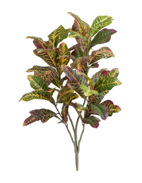 Кротон куст Большой зелёно-жёлто-розовый (Sensitive Botanic)