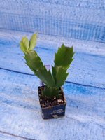 Schlumbergera cv. Rosa Brazil (Шлюмбергера)