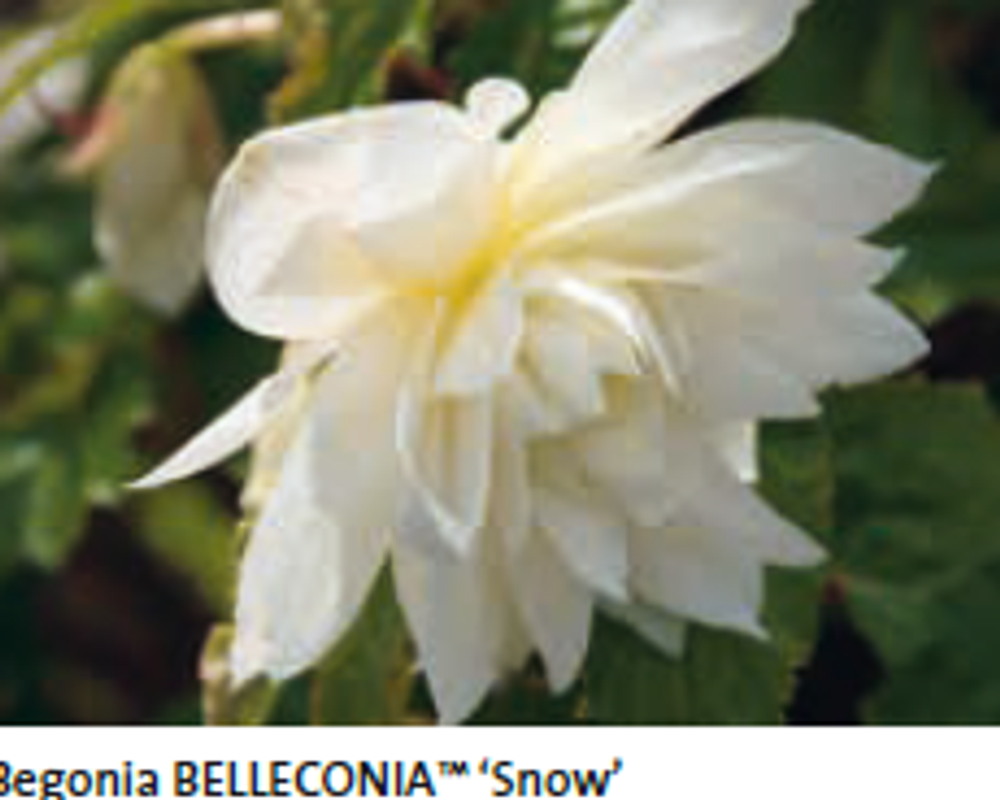 Begonia Belleconia snow ЕВРО укорененный черенок ЯНВАРЬ 26